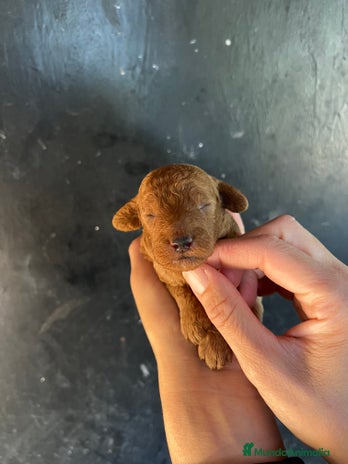 Caniche Toy perros - Anuncio 3