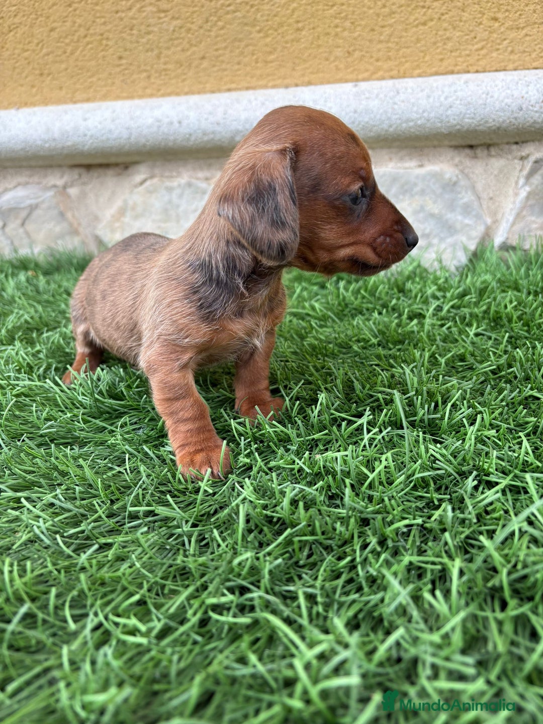 Teckel Miniatura perros en venta: Teckel Kaninchen macho merle diluido  - Anuncio 3