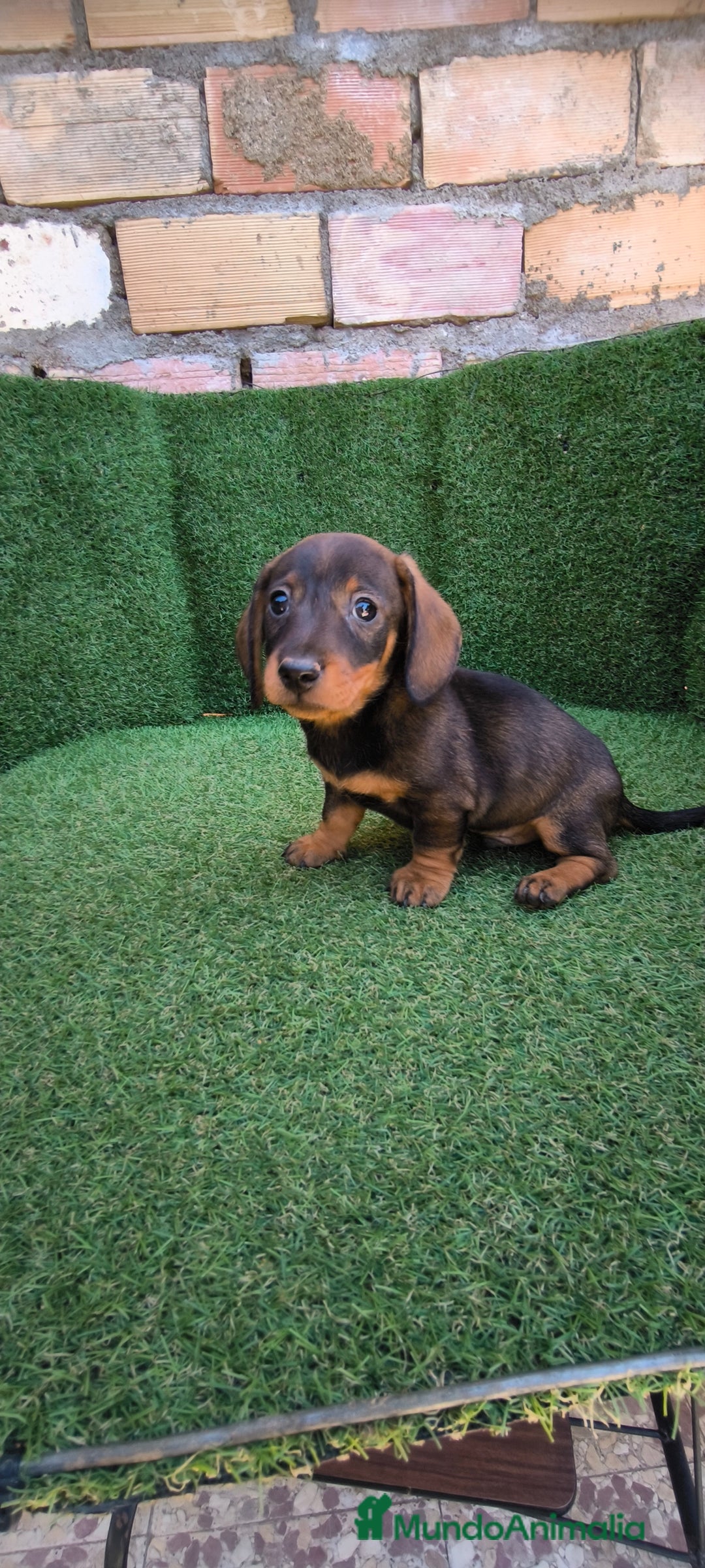 Teckel Miniatura perros en venta: teckel miniatura arlequin - Imagen 9