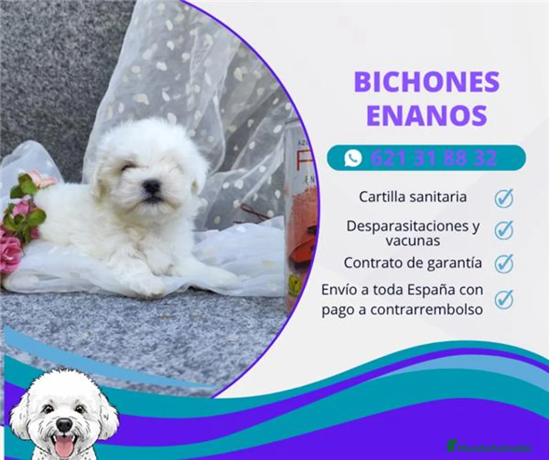 Bichón Maltés perros en venta: PRECIOSOS BICHON MALTES  LINEA TOY - Anuncio 1