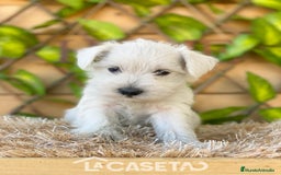 Schnauzer Miniatura perros en venta: Camada de Dalila - Imagen 10