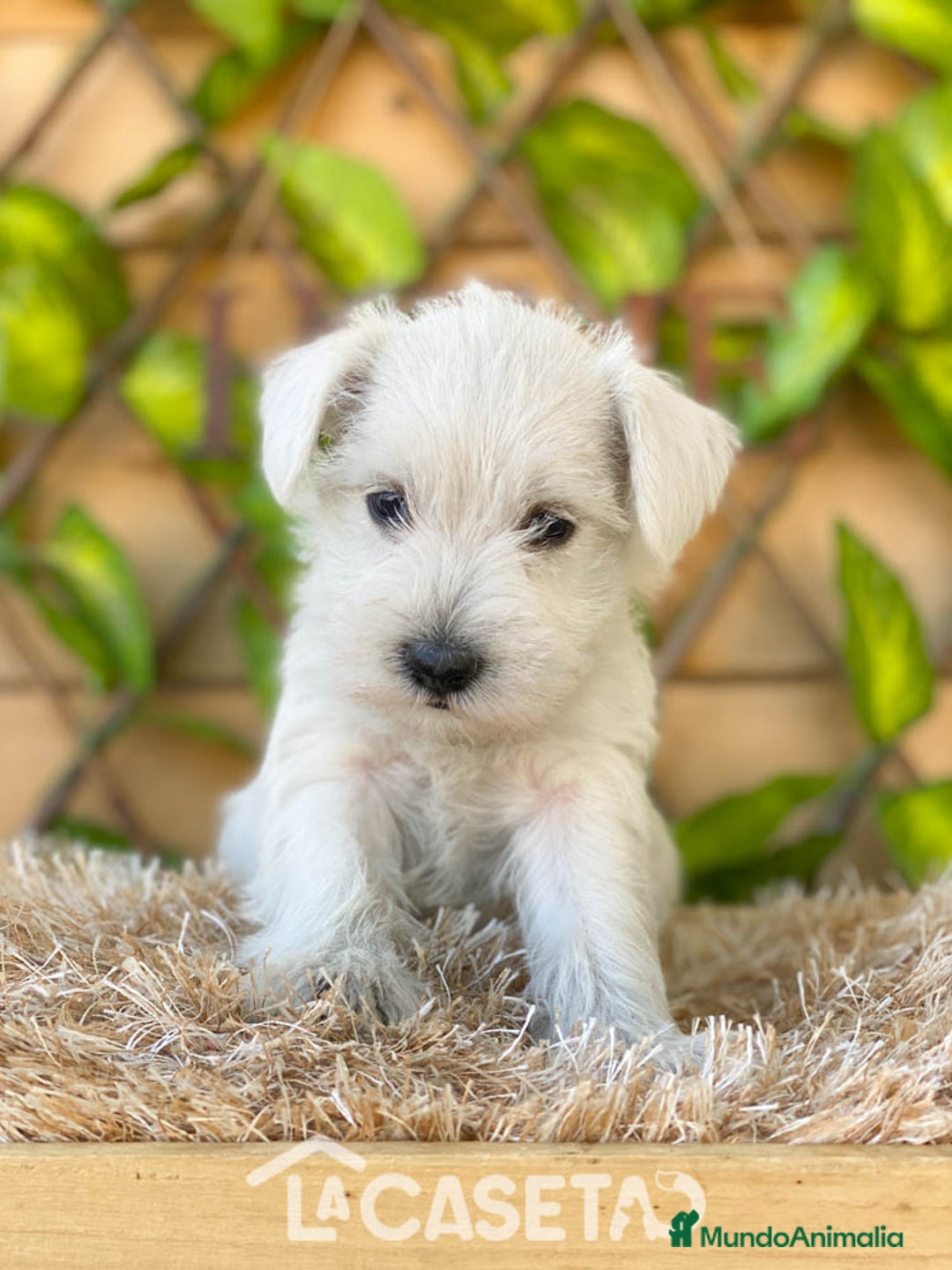 Schnauzer Miniatura perros en venta: Camada de Dalila - Imagen 10