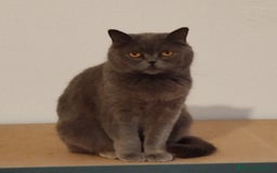 Británico de Pelo Corto Azul gatos en venta: British Shorthair - Imagen 12
