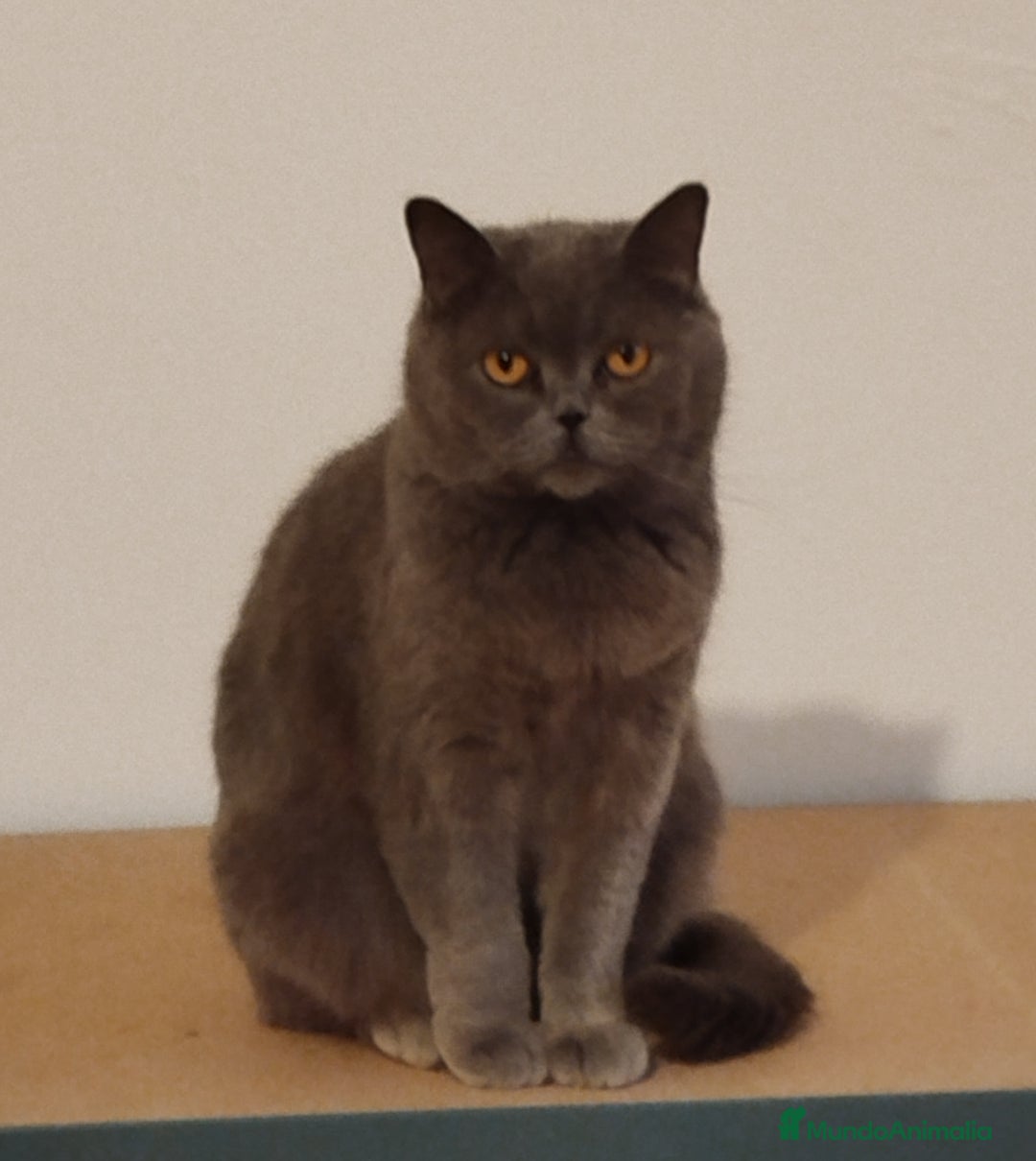 Británico de Pelo Corto Azul gatos en venta: British Shorthair - Imagen 12
