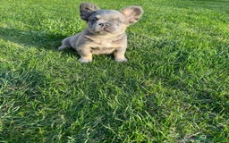 Bulldog Francés perros en venta: BULLDOG FRANCÉS - Imagen 1