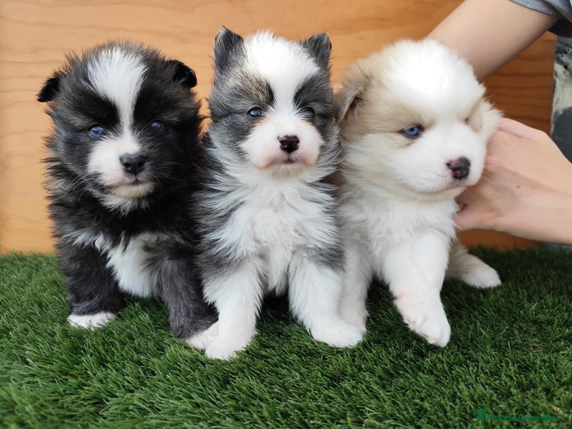 Pomsky perros en venta: Pomsky  - Anuncio 1