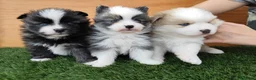Pomsky perros en venta: Pomsky  - Anuncio 1