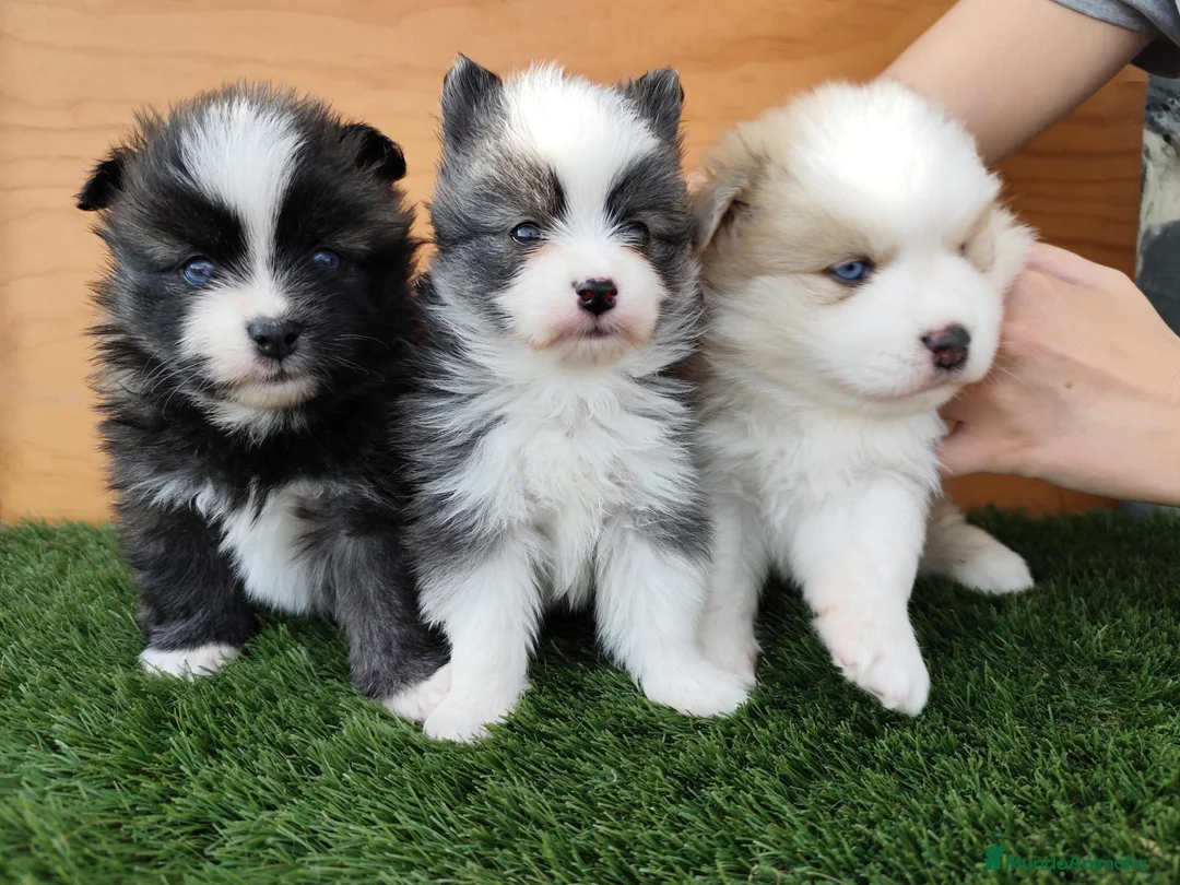 Pomsky perros en venta: Pomsky  - Anuncio 1