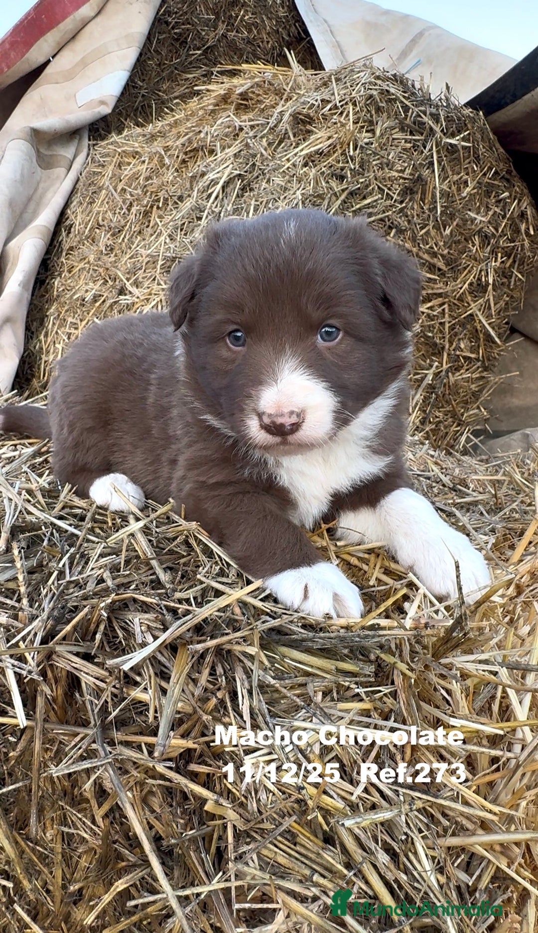 Border Collie perros en venta: Border Collie - Anuncio 34