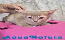 Abisinio gatos en venta: Abisinio Hembra de Mia 7913 AQUANATURA - Imagen 3