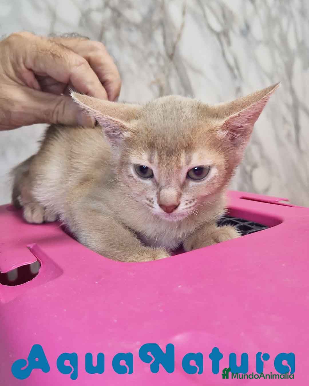 Abisinio gatos en venta: Abisinio Hembra de Mia 7913 AQUANATURA - Imagen 3
