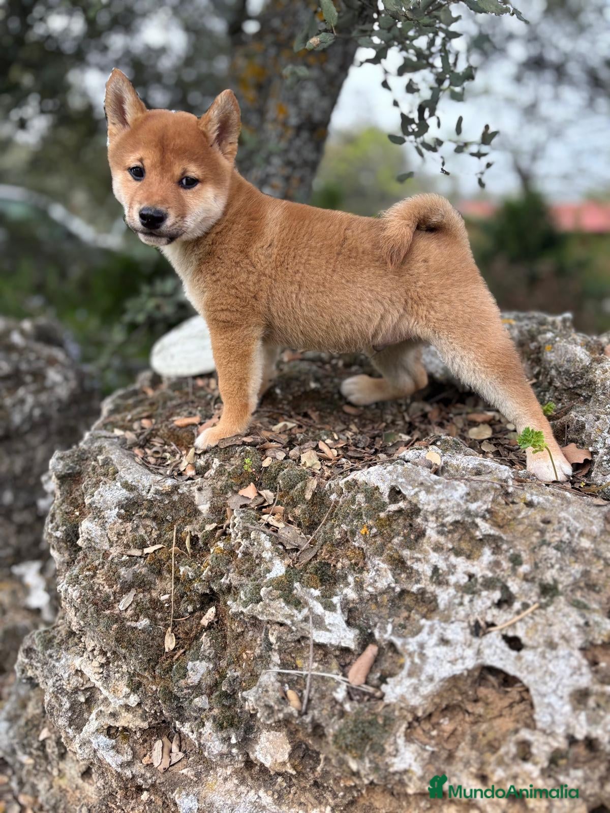 Shiba Inu perros en venta: Shiba inu hembra para entregar!! - Anuncio 4