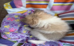 Pomerania perros en venta: Preciosa pomerania hembra - Imagen 2