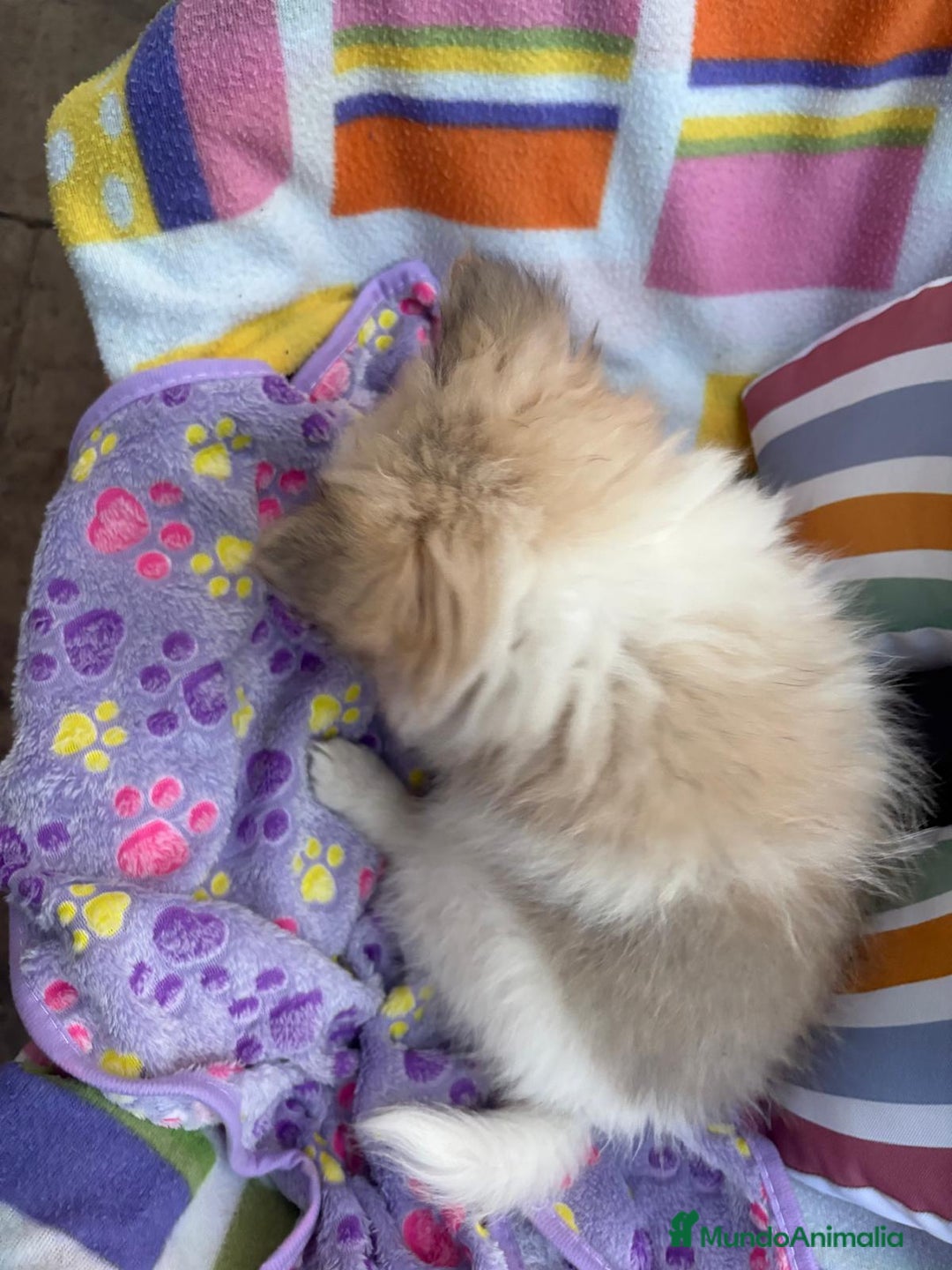 Pomerania perros en venta: Preciosa pomerania hembra - Imagen 2