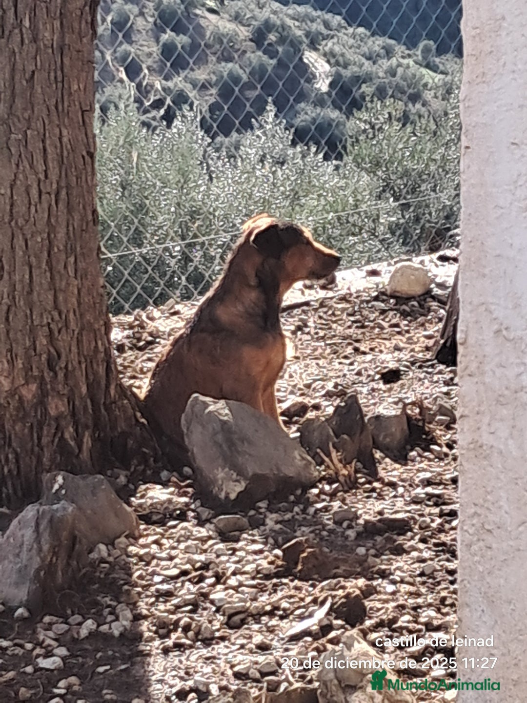Raza Mixta perros en venta: Mestizo  - Anuncio 5
