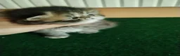 Persa gatos en venta: Cachorra Persa Pura - Anuncio 1