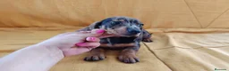 Teckel Miniatura perros en venta: Teckel canichen  en Badajoz - Anuncio 1