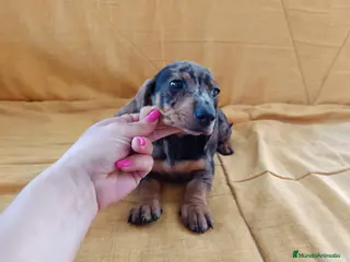 Teckel Miniatura perros Teckel canichen en Badajoz - Anuncio 42