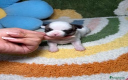 Chihuahua perros en venta: Chihuahua Macho - Imagen 2