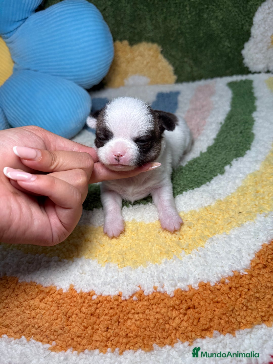 Chihuahua perros en venta: Chihuahua Macho - Imagen 2