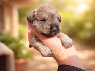 Schnauzer Miniatura perros Camada Luna Schnauzer - Anuncio 3