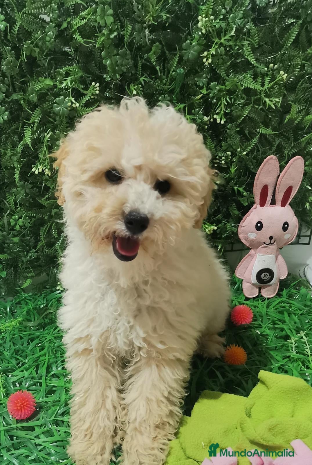 Maltipoo perros Maltipoos - Anuncio 2