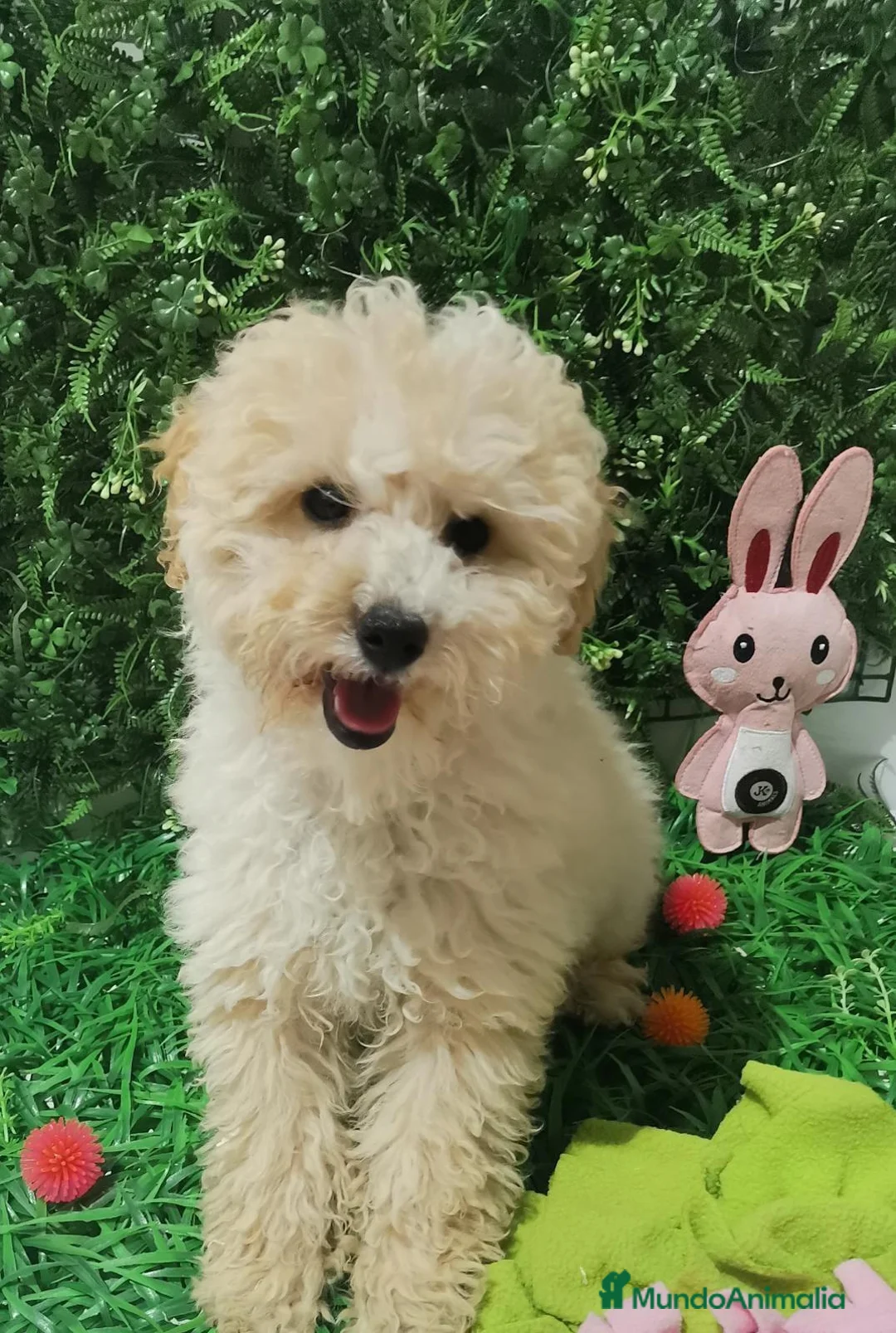 Maltipoo perros en venta: Maltipoos - Anuncio 1