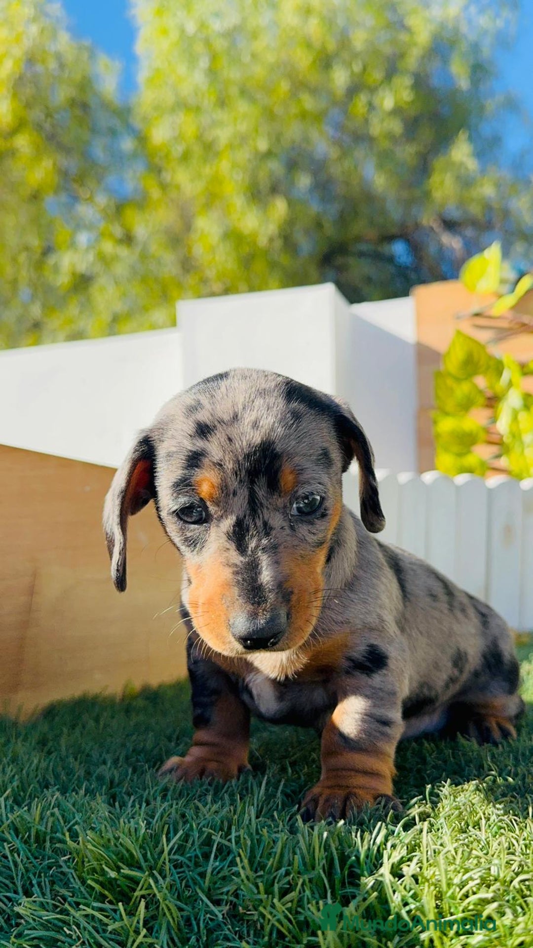 Teckel Miniatura perros en venta: TECKEL MINIATURA HEMBRA - Anuncio 8