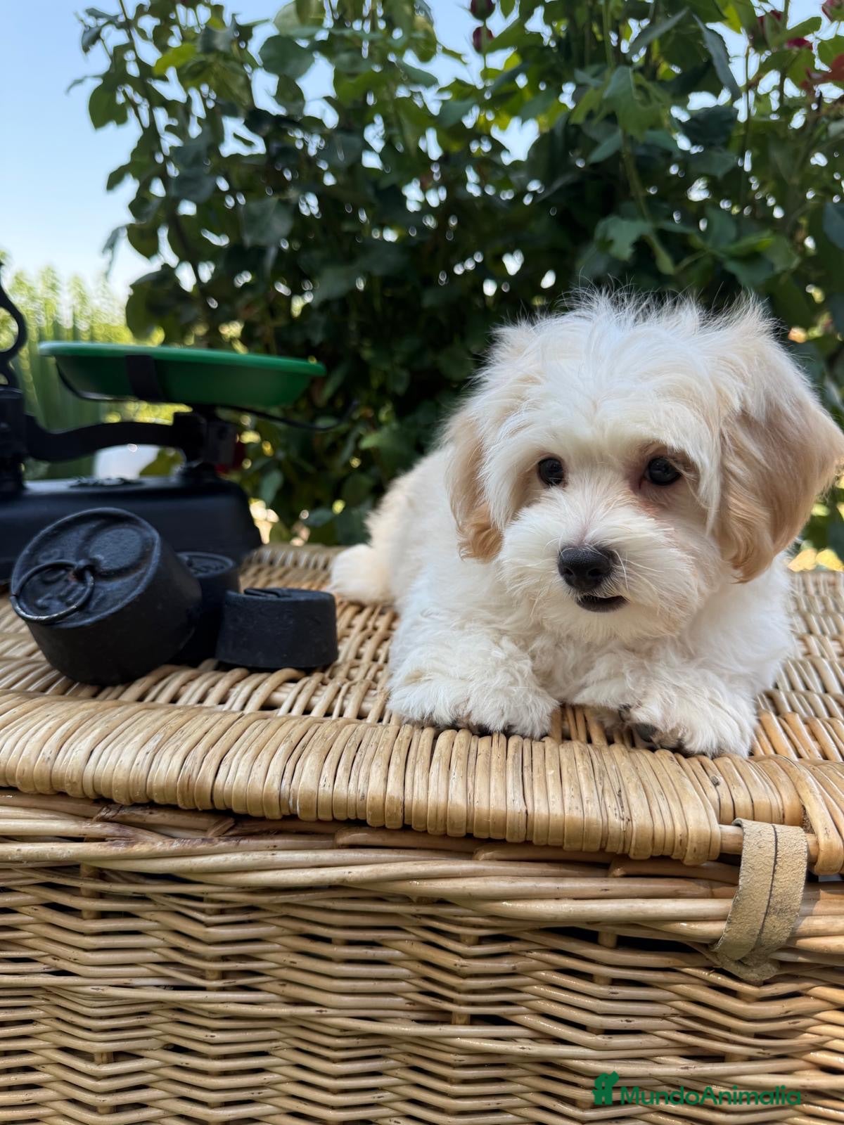 Maltipoo perros Maltipoo de tres meses machos !!! - Anuncio 1