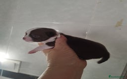 Chihuahua perros en venta: CHIHUAHUA TOY MACHO CALIDAD - Imagen 4