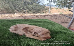 Border Collie perros en venta: Camada de border collie  - Imagen 4