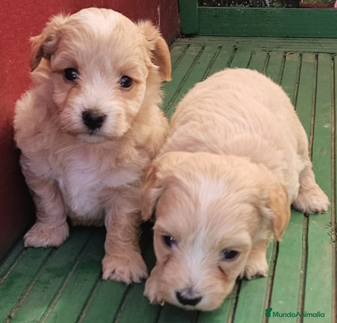 Maltipoo perros en venta: Cachorros Maltipoo machos  - Imagen 4