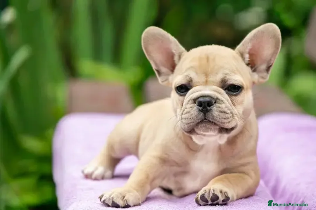 Bulldog Francés perros en venta: BULLDOG FRANCES - MADRID - ENTREGA  - Anuncio 8