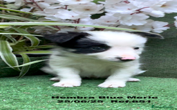 Border Collie perros en venta: BORDER COLLIE hembras Blue Merle - Imagen 28