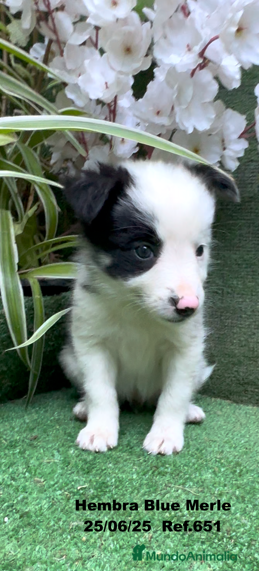 Border Collie perros en venta: BORDER COLLIE hembras Blue Merle - Imagen 28