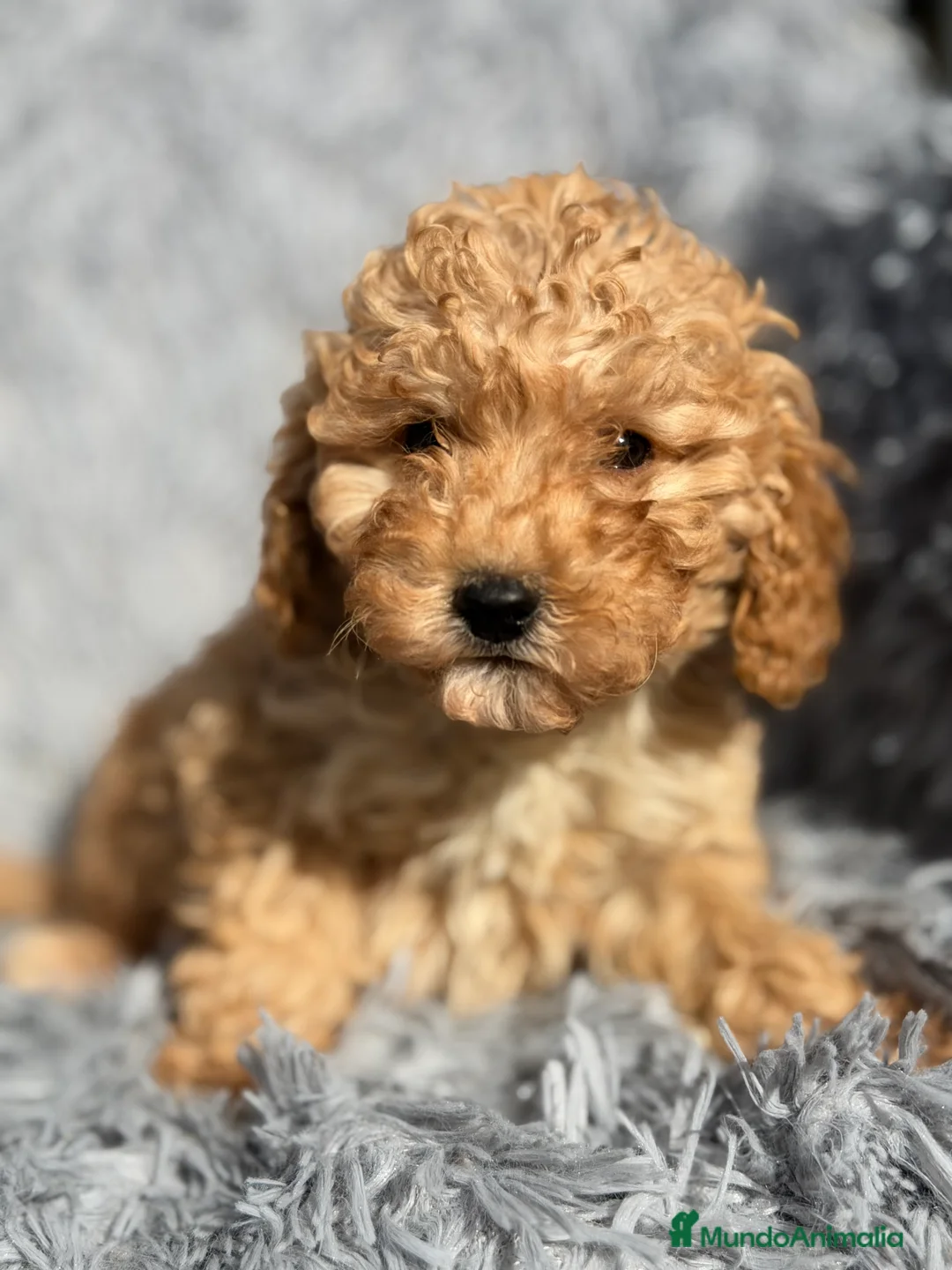 Maltipoo perros en venta: Maltipoo F1B toy - Anuncio 7