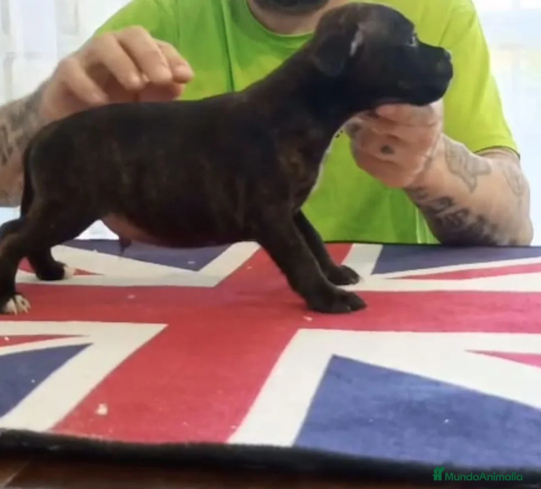 Staffordshire Bull Terrier perros en venta: Cachorros de Staffordshire bull terrier - Anuncio 9