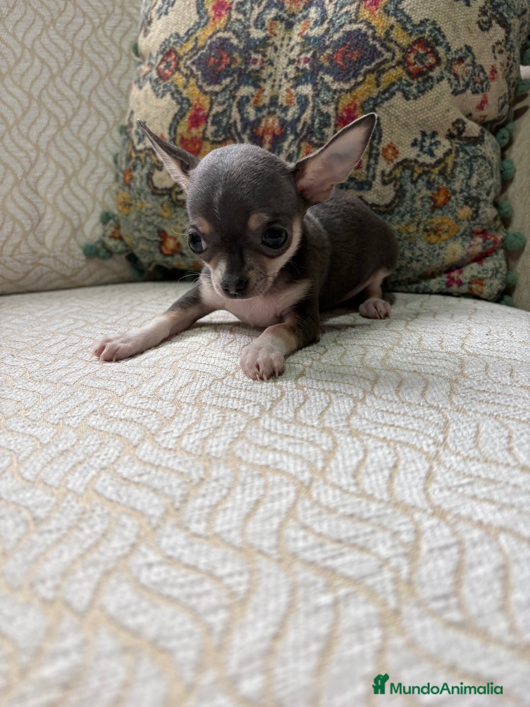 Chihuahua perros en venta: Chihuahua mini Toy hembra blue tri - Anuncio 15
