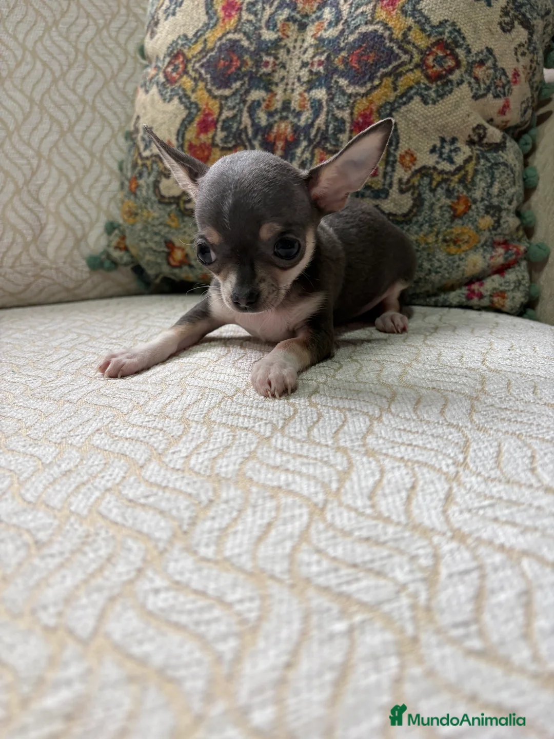 Chihuahua perros en venta: Chihuahua mini Toy hembra blue tri - Anuncio 15