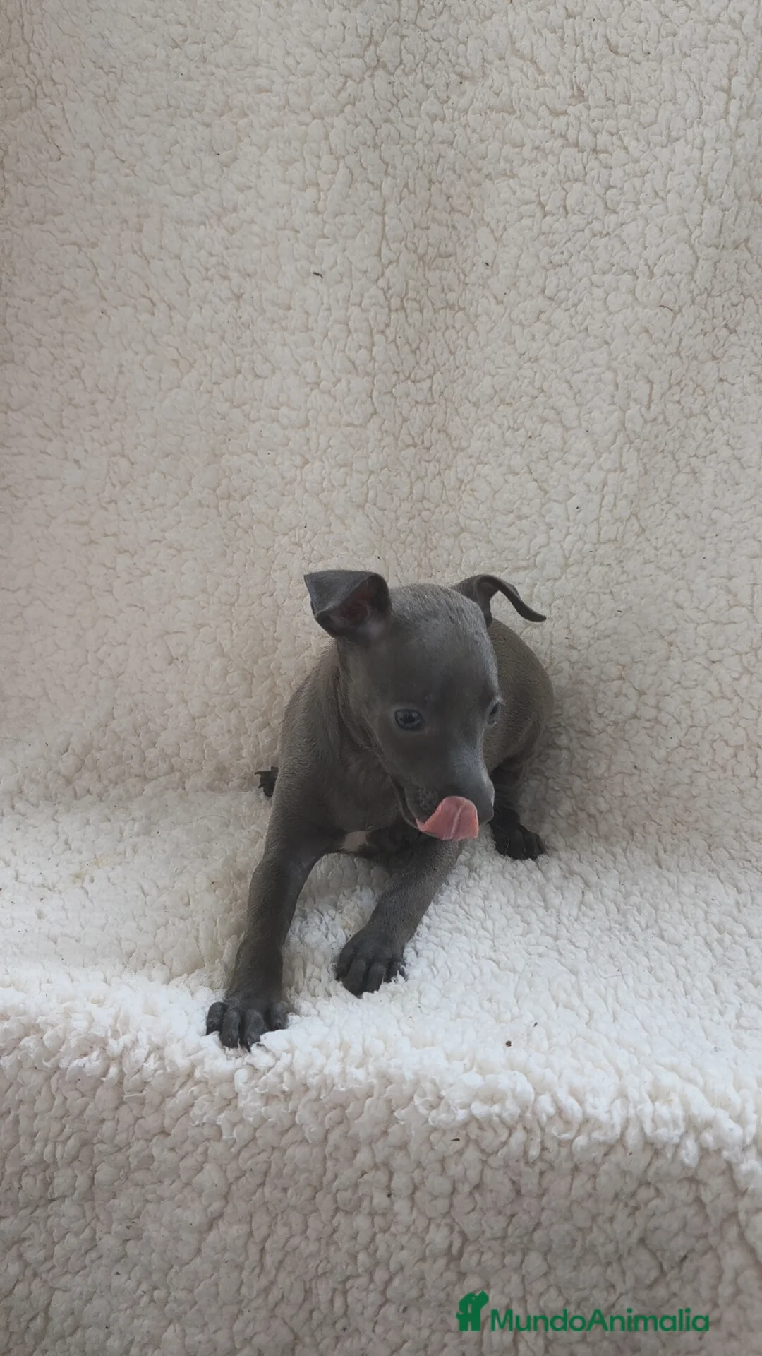 Pequeño Lebrel Italiano perros en venta: Pequeño lebrel Italiano machos disponibles  - Anuncio 6