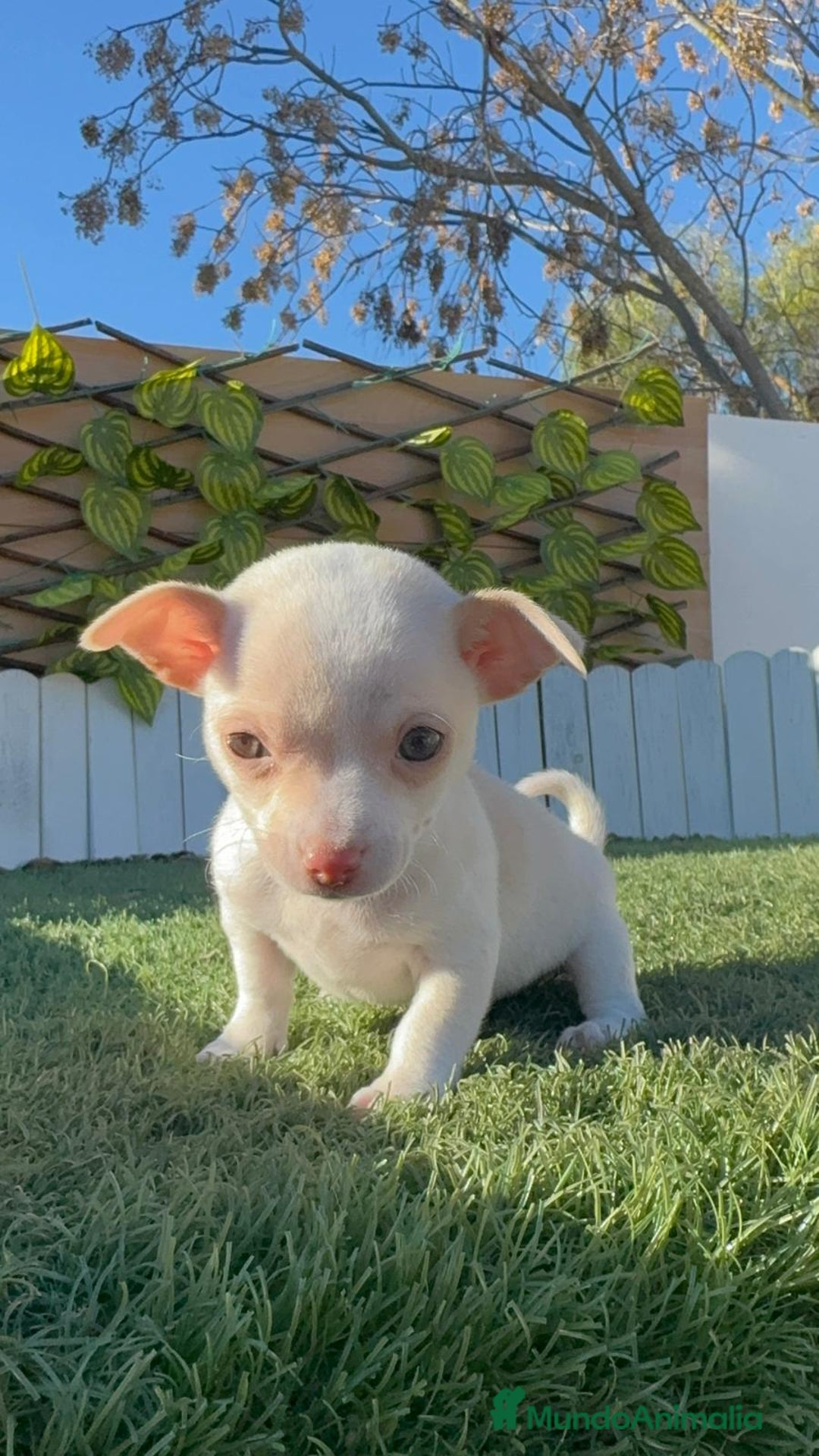 Chihuahua perros en venta: CHIHUAHUA  - Anuncio 22