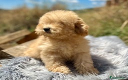 Caniche Toy perros en venta: CANICHES DISPONIBLES EXCELENTE LINEA - Imagen 6