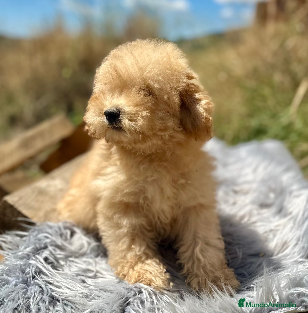 Caniche Toy perros en venta: CANICHES DISPONIBLES EXCELENTE LINEA - Imagen 6