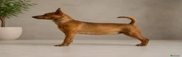Pinscher Miniatura perros en venta: Disponible Mini Pincher Chocolates - Anuncio 5