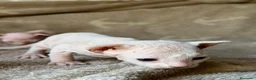 Sphynx gatos en venta: Sphynx blancos y bicolor - Anuncio 32