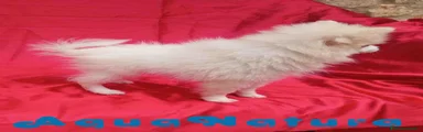 Pomerania Hembra de Japi y Pompom 8296