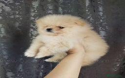 Pomerania perros en venta: Preciosos cachorros de pomerania boo - Imagen 5