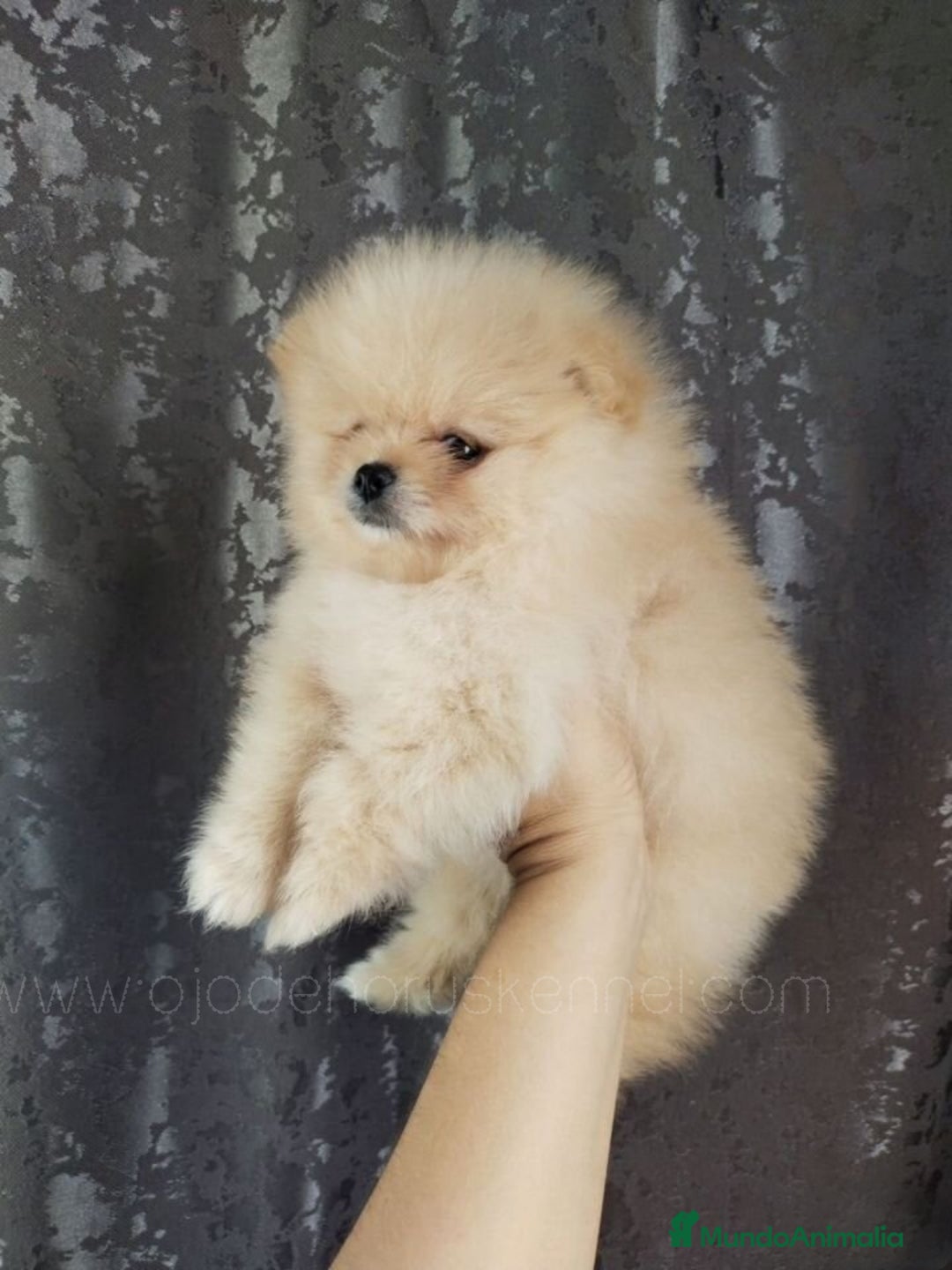Pomerania perros en venta: Preciosos cachorros de pomerania boo - Imagen 5