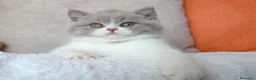 Británico de Pelo Corto gatos en venta: British Shorthair / Longhair  - Anuncio 14