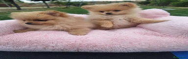 Pomerania 1